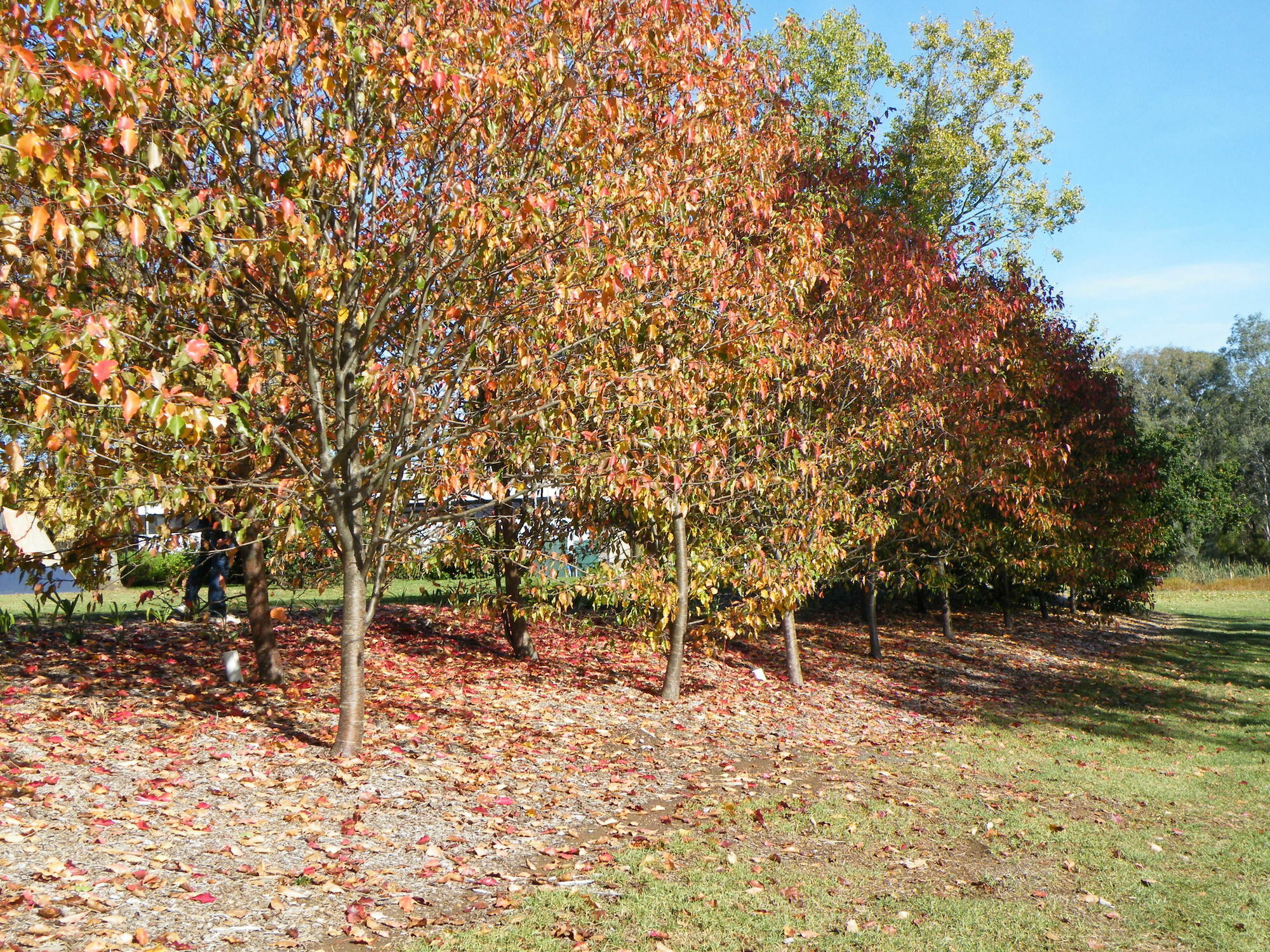 Lake Hamilton Motor Village And Caravan Park Luaran gambar
